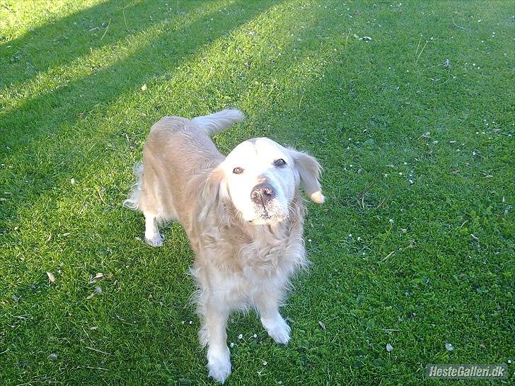 Golden retriever Raja R.I.P Mennskets bedste ven! - Gennem dage med kærlighed og fest og glæde, og gennem sorgens mørke stunder - harde du altid være hos mig...DU VAR MIN BEDSTE VEN! billede 7