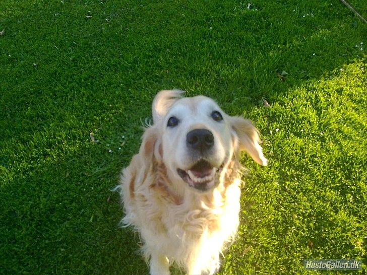 Golden retriever Raja R.I.P Mennskets bedste ven! - Jeg tror ikke på engle, men når jeg ser dig, kommer jeg i tvivl...DU VAR MIN BEDSTE VEN! billede 8