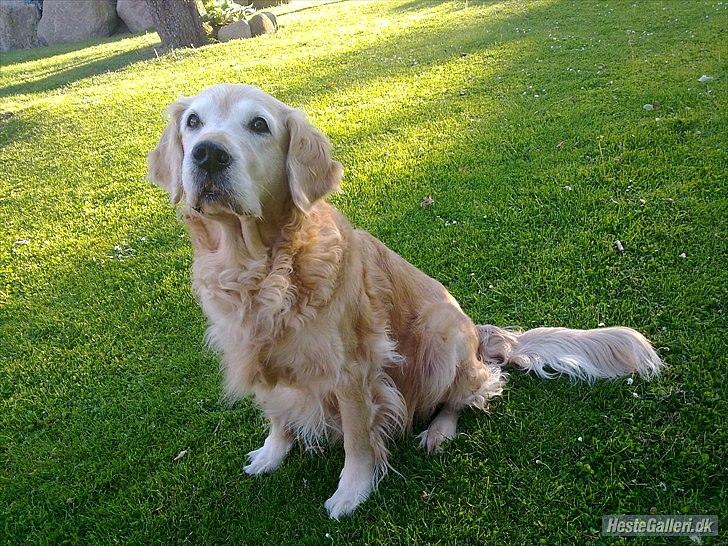 Golden retriever Raja R.I.P Mennskets bedste ven! - Kærlighed er så nem at opnå, men så svær at glemme... DU VAR MIN BEDSTE VEN! billede 1