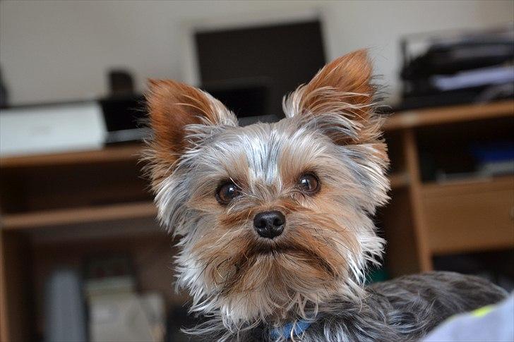 Yorkshire terrier Sofus billede 16