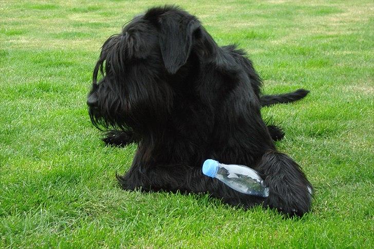 Riesenschnauzer Joey - Lækker fyr, på 1 År som  nyder livet i haven ..  billede 1