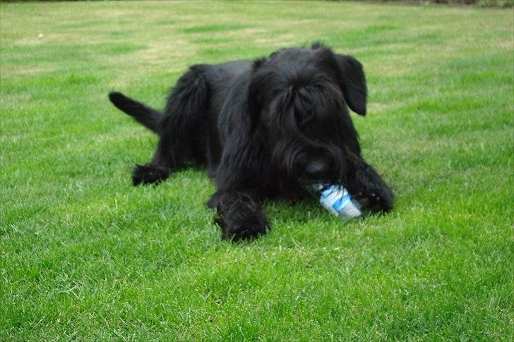 Riesenschnauzer Joey billede 13