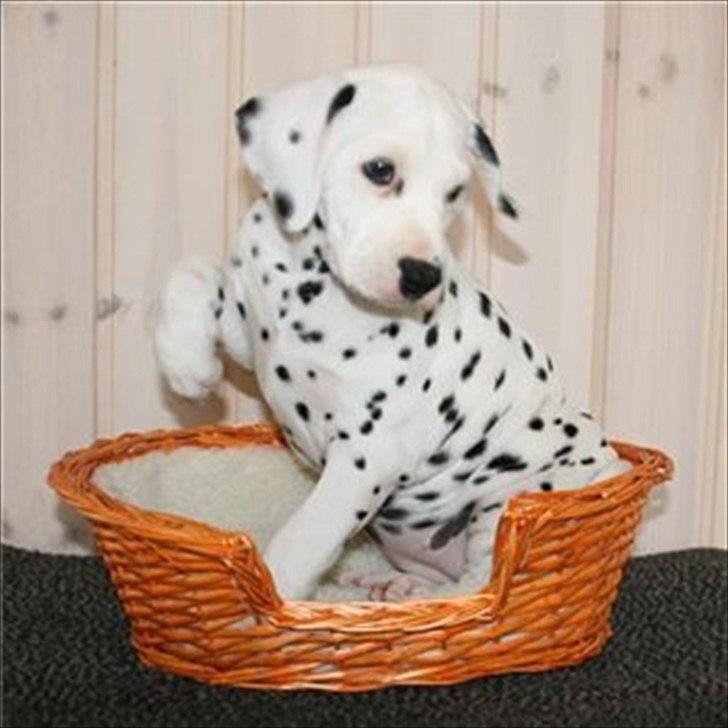 Dalmatiner Freya - Som lille hvalp på ca. 7-8 uger inden vi fik hende fra kuldet :-) billede 5