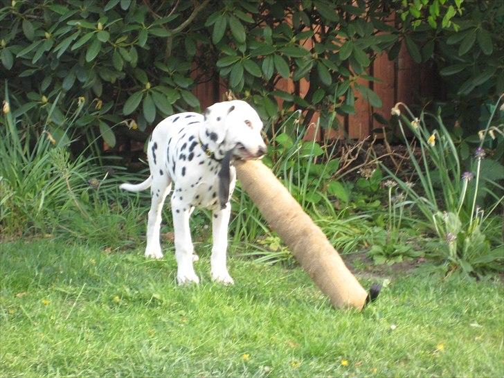 Dalmatiner Freya - Hmm, hvordan får jeg den store pølse med mig? billede 10