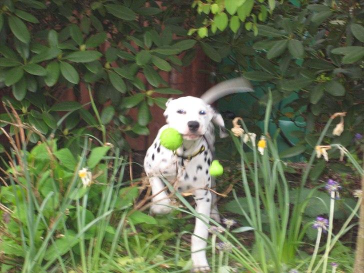 Dalmatiner Freya - Jep, den fandt jeg. Og nu kommer jeg med den... billede 11