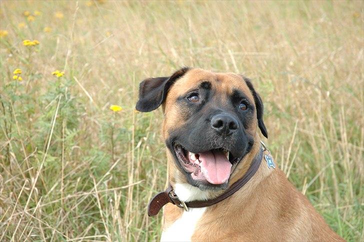 Blanding af racer Akila - Glad lille julegris! billede 15