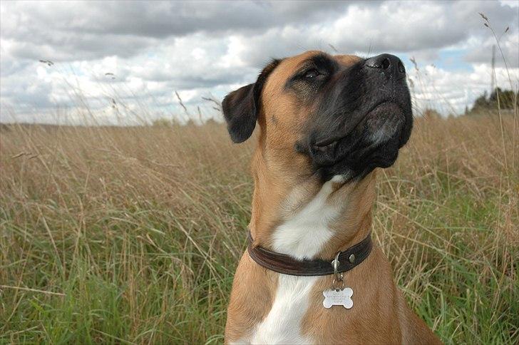 Blanding af racer Akila billede 16