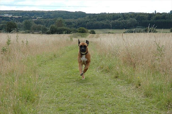 Blanding af racer Akila billede 17