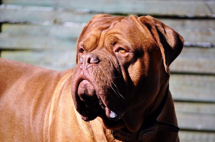 Dogue de bordeaux Rock - EN SKØNHED! billede 7
