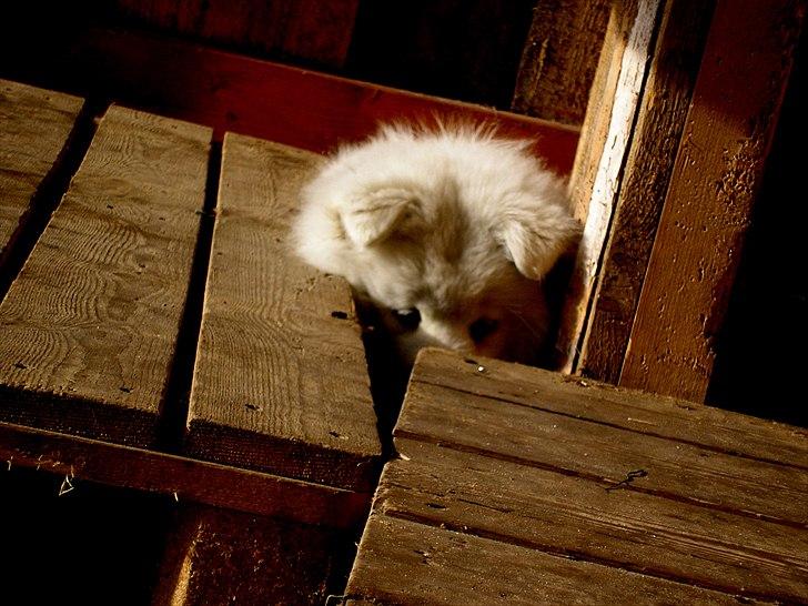 Blanding af racer Tyson - Kan du finde mig? :b billede 16