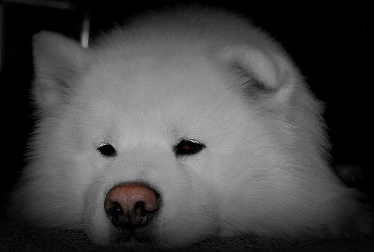 Blanding af racer Tyson - Min kære Tyson<3 billede 4