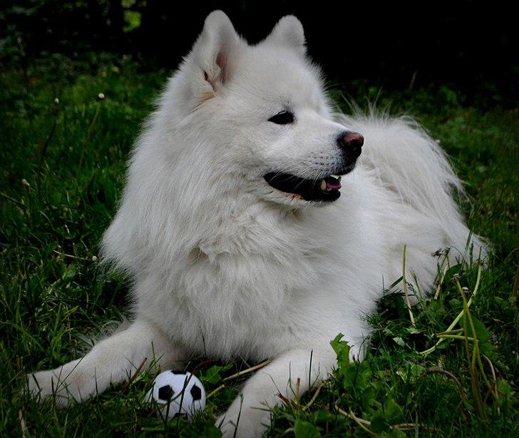 Blanding af racer Tyson - Tyson<3 billede 5