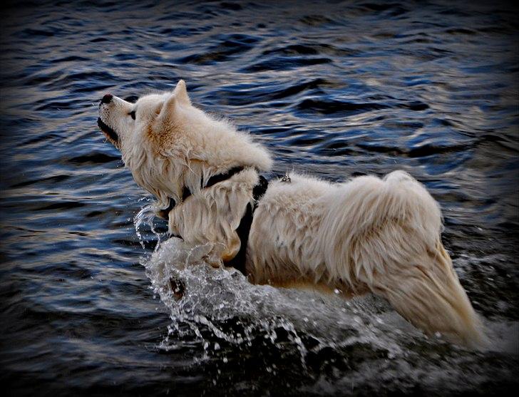 Blanding af racer Tyson - Tyson der bader :D<3 billede 2