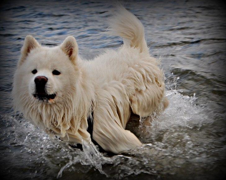 Blanding af racer Tyson - Tyson der bader :D<3 billede 1