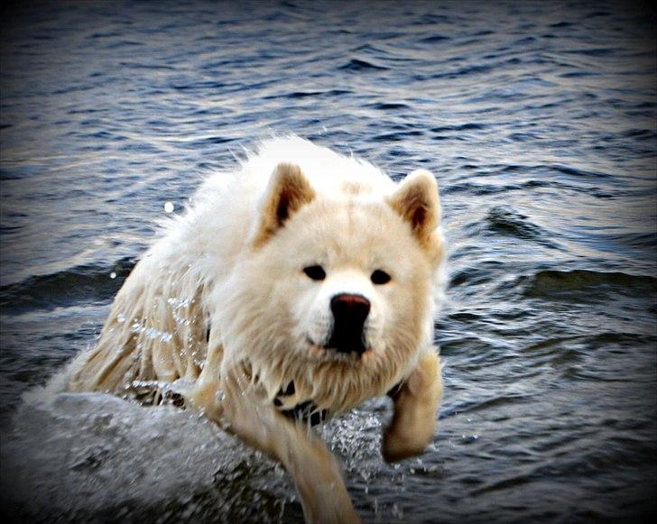 Blanding af racer Tyson - Tyson der bader :D<3 billede 3