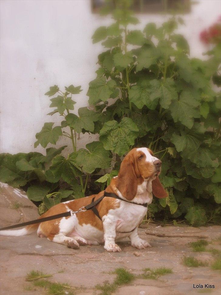 Basset hound Bertha - smukke Bertha billede 1
