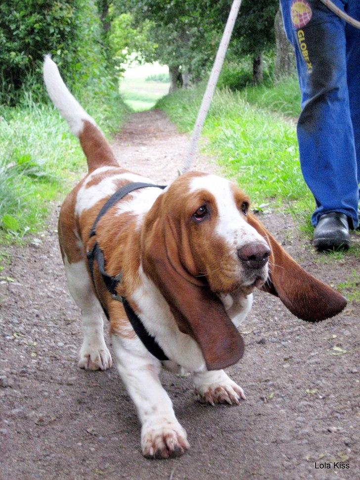 Basset hound Bertha billede 2