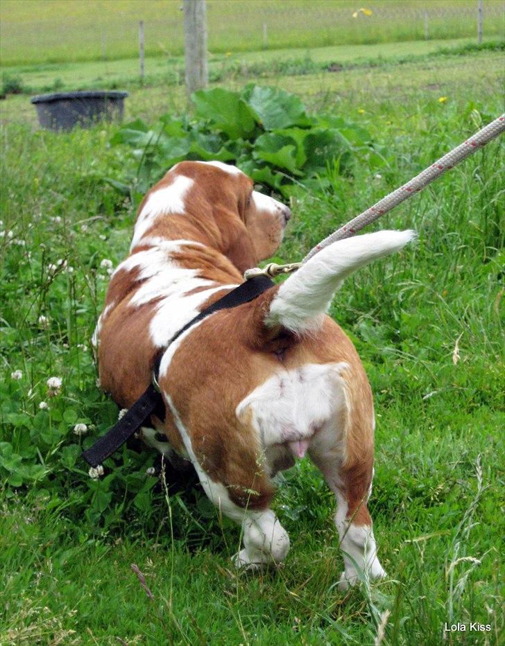 Basset hound Bertha billede 3