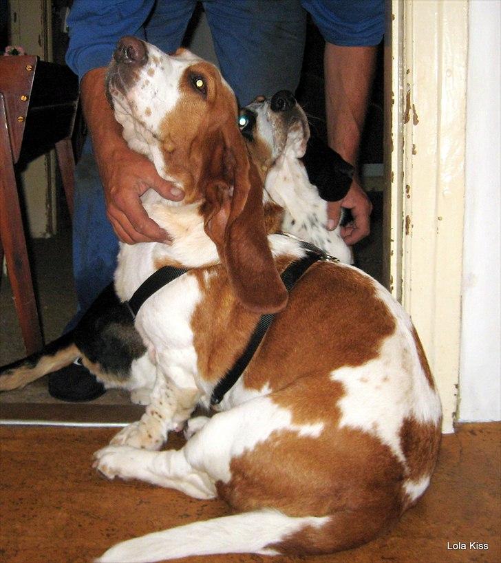 Basset hound Bertha billede 4
