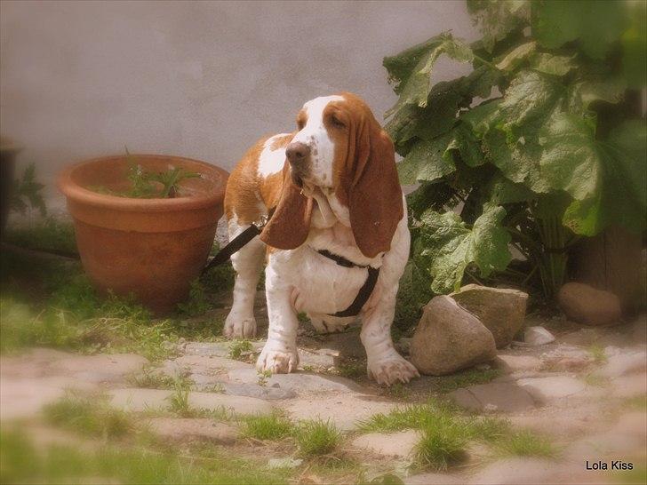 Basset hound Bertha billede 5