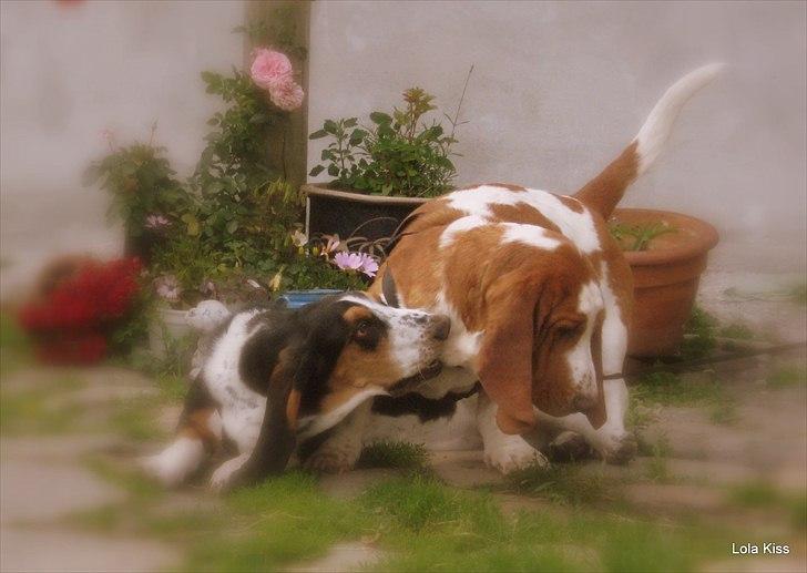 Basset hound Bertha billede 6