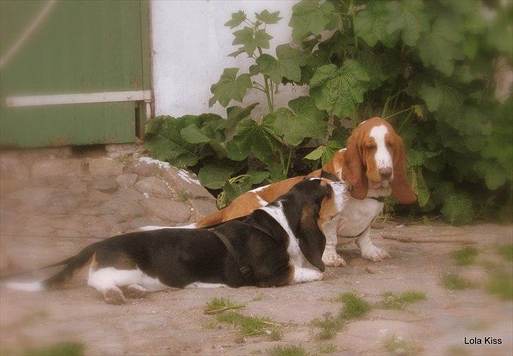 Basset hound Bertha billede 7