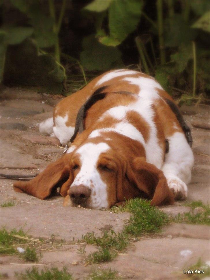 Basset hound Bertha billede 8