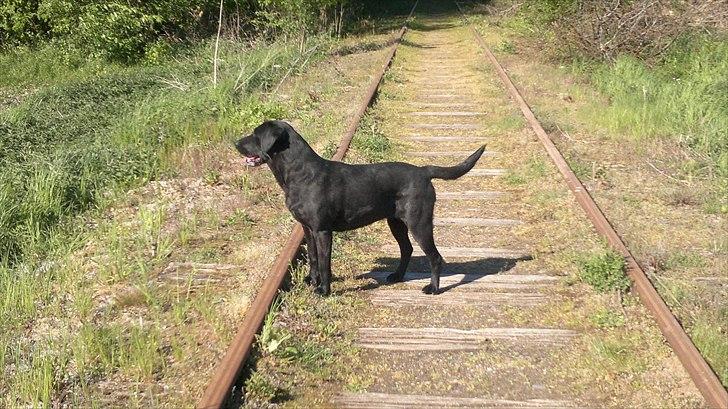 Labrador retriever Bosa - tur langs jernbanen maj 2011 billede 2
