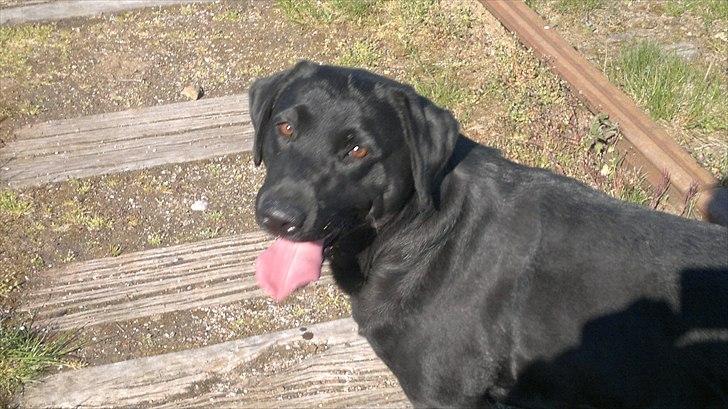 Labrador retriever Bosa - Er jeg da ik bare smuk :o) ?
Er lige ude at gå tur med min mor langs jernbanen maj 2011 billede 1