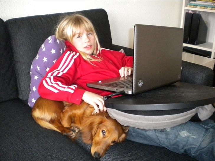 Dværggravhund Molly billede 2