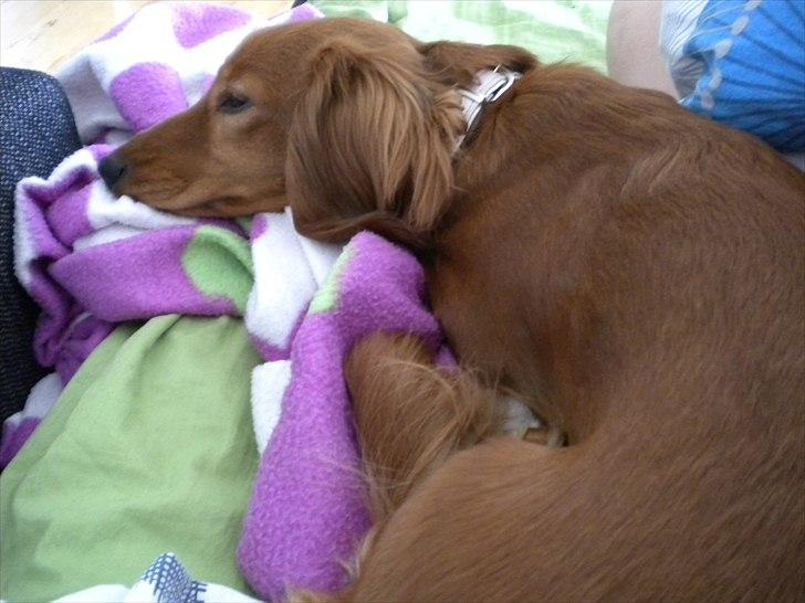 Dværggravhund Molly billede 3