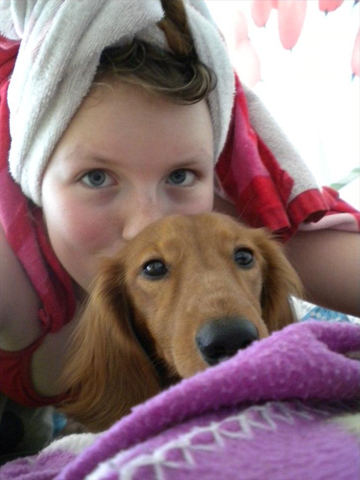 Dværggravhund Molly billede 4