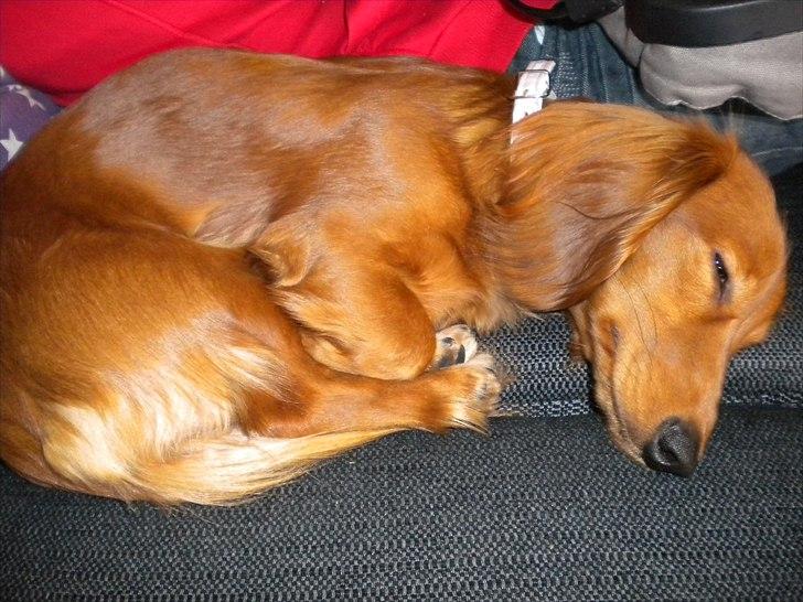 Dværggravhund Molly billede 5