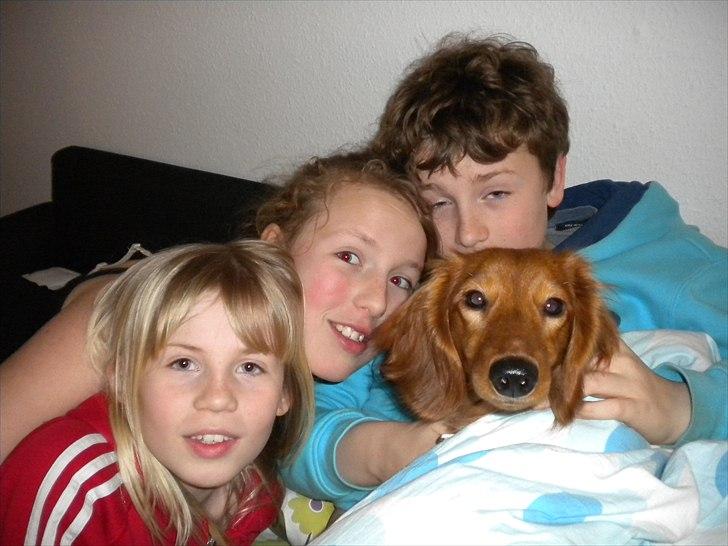 Dværggravhund Molly billede 6