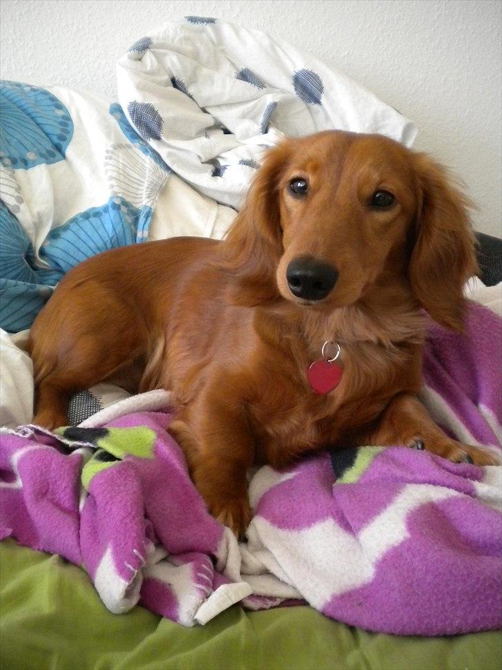 Dværggravhund Molly billede 7