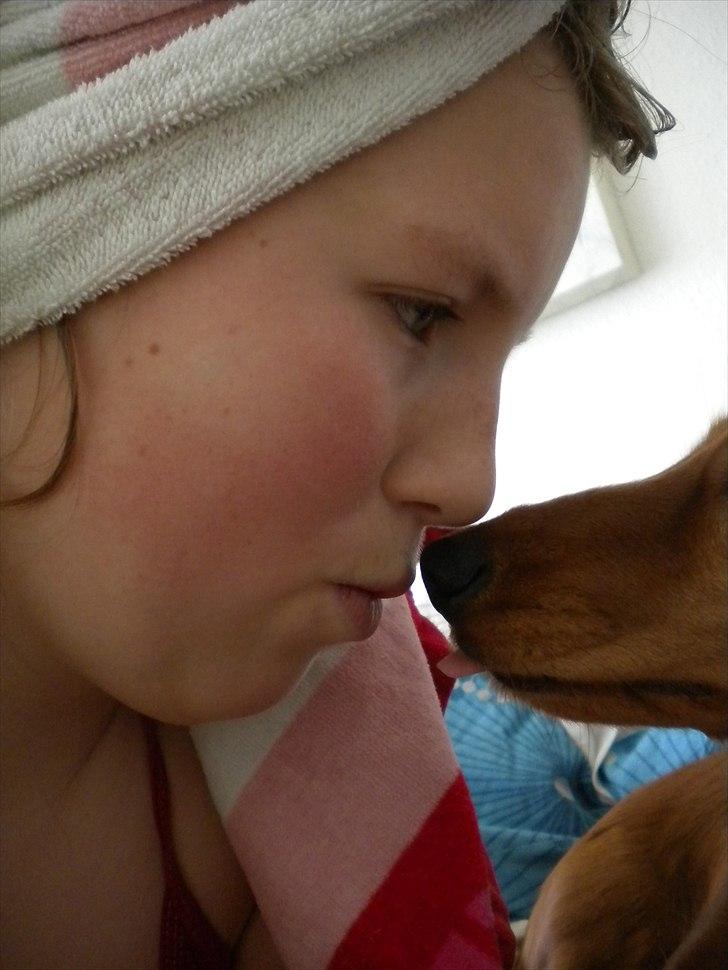 Dværggravhund Molly billede 8