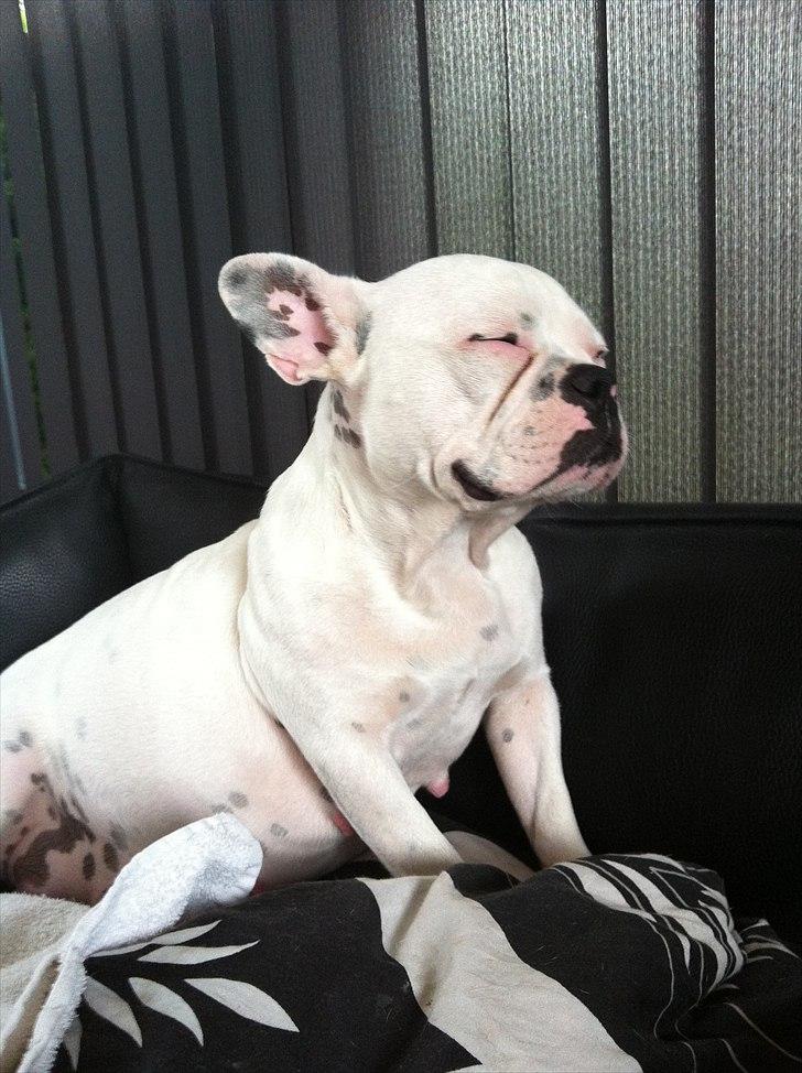 Fransk bulldog Fiona billede 12