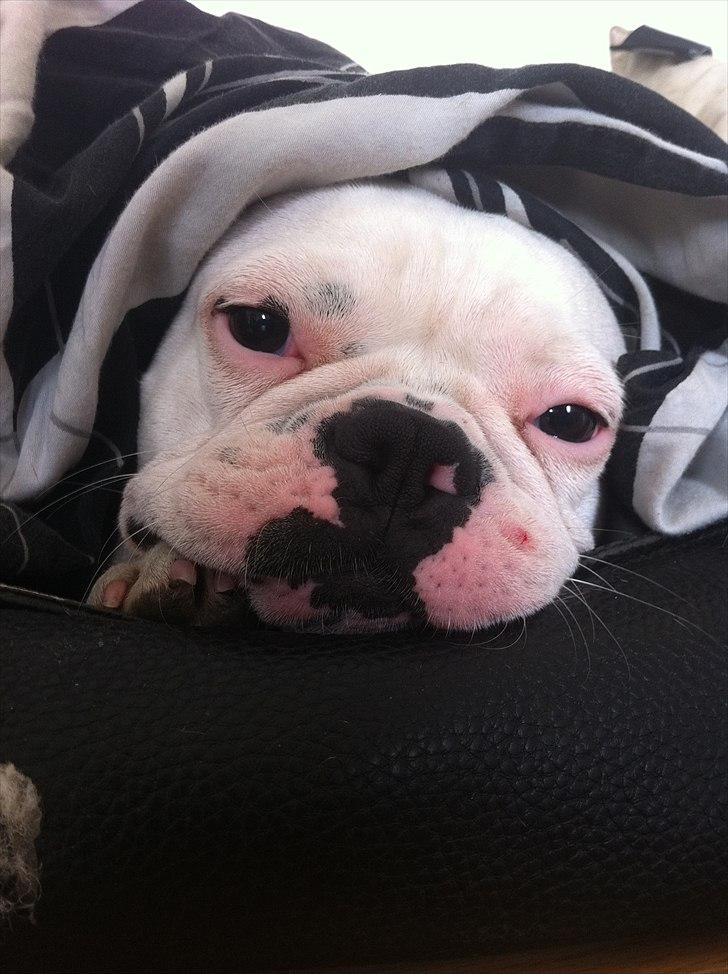 Fransk bulldog Fiona billede 16