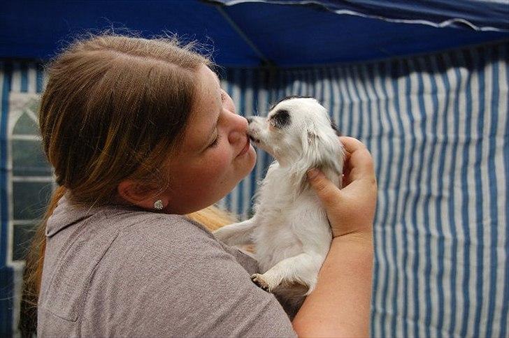 Chihuahua Lerche`s Dine billede 2