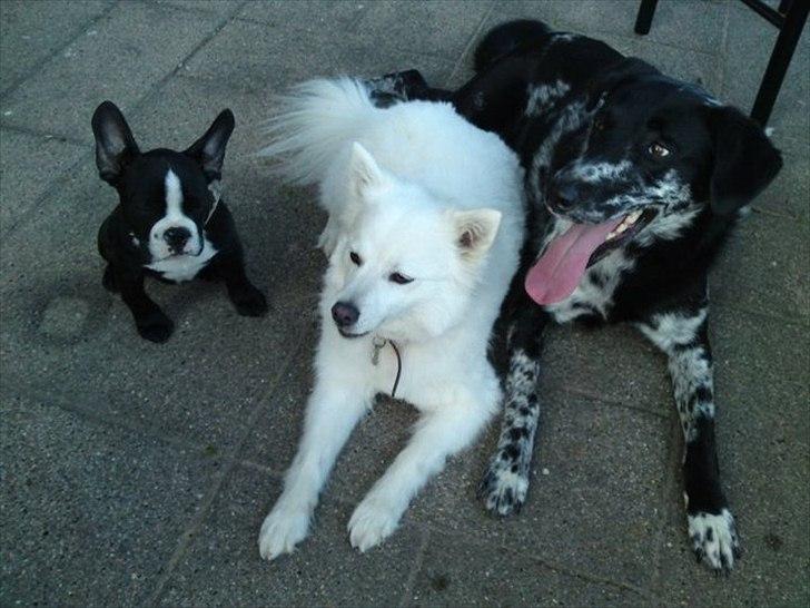 Fransk bulldog Tyson - Tyson og Bella sammen med Berta. billede 9