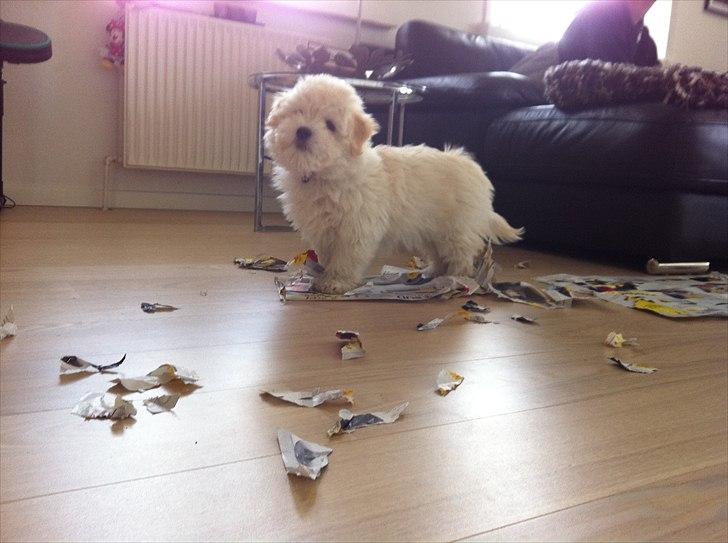 Coton de tulear Vicky - Var der nogen som ville læse avisen? billede 12