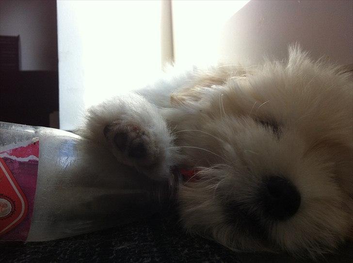 Coton de tulear Vicky - Close-up af en travl vovse billede 13