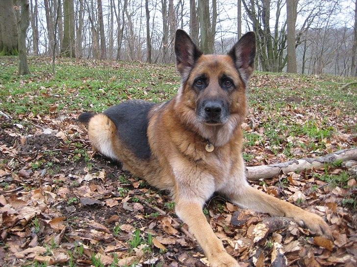 Schæferhund Jeepster - Altid opmærksom og ville så gerne holde styr på sin flok... billede 1