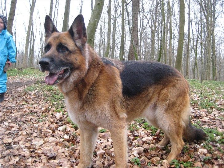 Schæferhund Jeepster - Hov, hvor gik drengene hen? billede 2