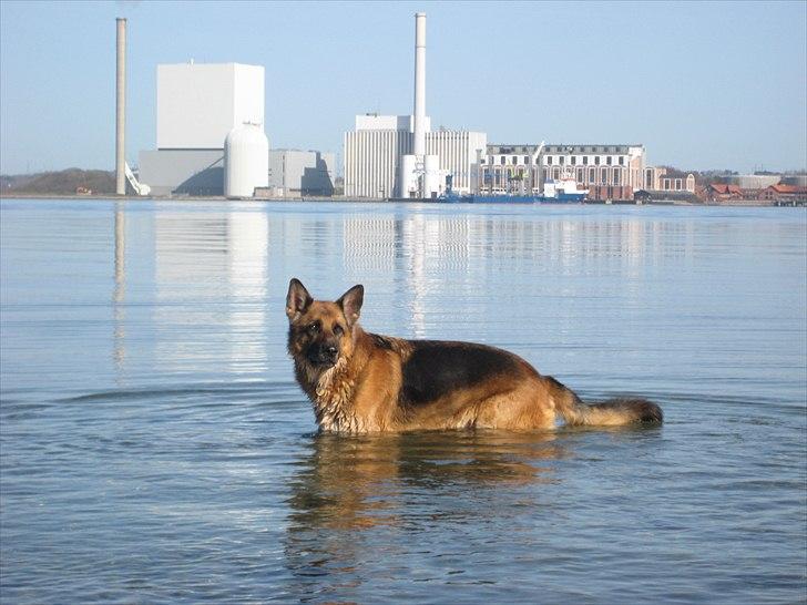 Schæferhund Jeepster - Skøøønt. Det bedste er bare at komme ud til stranden. billede 3