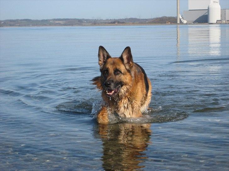 Schæferhund Jeepster - Dejligt, at han elskede vand. Det  første han gjorde, når vi kom til stranden, det var at løbe direkte ud i vandet. billede 4