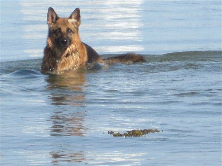 Schæferhund Jeepster - Jep, jeg så dig godt:-) billede 5