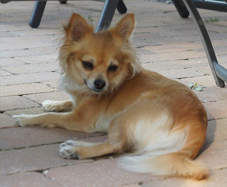 Chihuahua Ella - snart 2 år.... billede 6