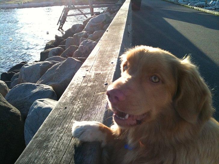 Nova scotia duck tolling retriever Simba - Skøn udsigt!:) billede 7