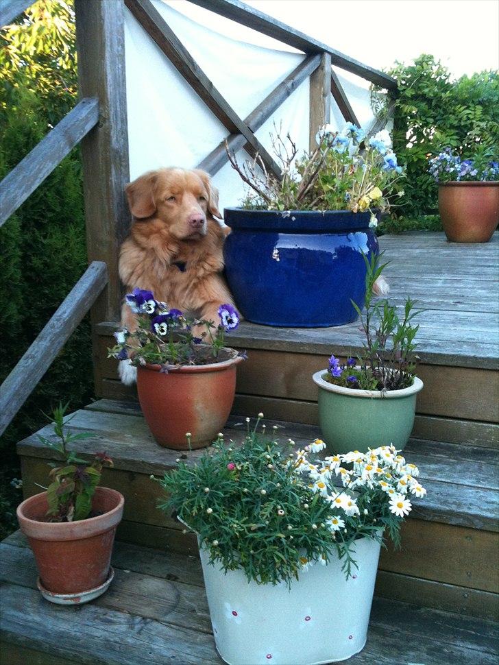 Nova scotia duck tolling retriever Simba - Det må være dejligt det der!:D billede 11